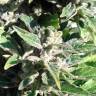 Семена конопли заказать Auto AK feminised GanjaLiveSeeds