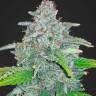 Kalashnikova feminised Ganja Seeds