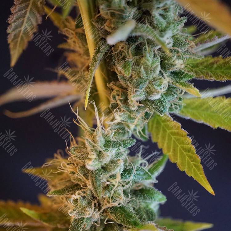 семена конопли дешево Shiva Skunk feminised