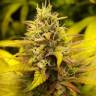 семена конопли в фирменной упаковке Kalichakra regular Mandala Seeds