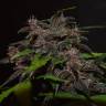 качественные семена конопли Auto Blackberry Kush feminised
