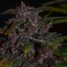семена сортовой конопли Auto Blackberry Kush feminised