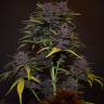 семена конопли в оригинальных упаковках Auto Blackberry Kush feminised