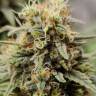 медицинские семена конопли Jack Herer CBD feminised