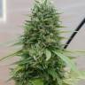 доставка семян конопли Jack Herer CBD feminised