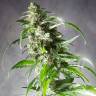 семена конопли для посадки купить CBD Jack Herer feminised
