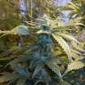 семена сортовой конопли Auto Kul-Sey feminised Bang Seeds