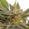 семена конопли с доставкой Auto Kritic feminised Kannabia Seeds семена конопли с доставкой Auto Kritic feminised Kannabia Seeds