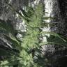 семена конопли в фирменной упаковке Auto Kritic feminised Kannabia Seeds семена конопли в фирменной упаковке Auto Kritic feminised Kannabia Seeds