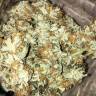 мощные семена конопли Auto Kritic feminised Kannabia Seeds мощные семена конопли Auto Kritic feminised Kannabia Seeds