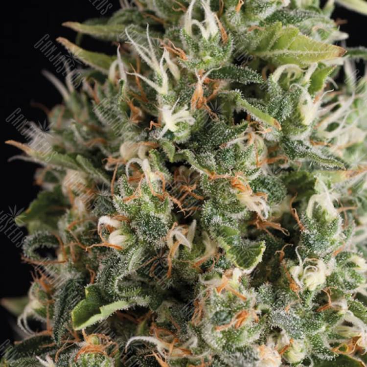 семена конопли автоцвет Auto Wendy feminised Trikoma Seeds семена конопли автоцвет Auto Wendy feminised Trikoma Seeds