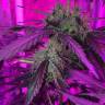 урожайные семена конопли Auto Blue Mystic regular урожайные семена конопли Auto Blue Mystic regular