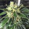купить семена конопли Auto Blue Mystic regular купить семена конопли Auto Blue Mystic regular