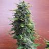 где заказать семена конопли Top Skunk 44 regular