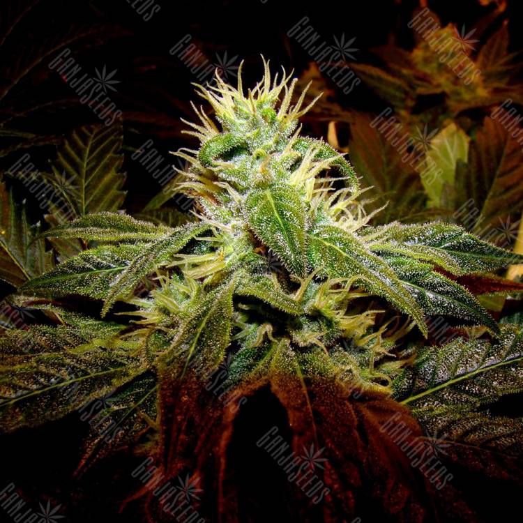 семена конопли гидропоники Black Domina x G13 feminised семена конопли гидропоники Black Domina x G13 feminised
