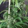 семена конопли в оригинальных упаковках Krystalica regular Mandala Seeds