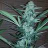 семена конопли аутдор Auto Exodus Cheese CBD feminised семена конопли аутдор Auto Exodus Cheese CBD feminised