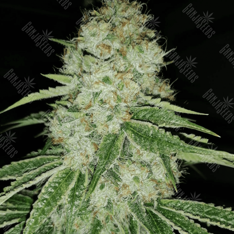 Purps #1 feminised Dinafem Seeds