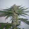 Purps #1 feminised Dinafem Seeds