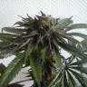 Purps #1 feminised Dinafem Seeds