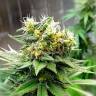 Auto Kuyrdak feminised Bang Seeds