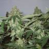 Auto Kuyrdak feminised Bang Seeds