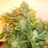 семена конопли феминизированные Auto Kuyrdak feminised Bang Seeds