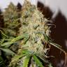 семена конопли для посадки купить Autoflower USA Mix feminised Dutch Passion Seeds семена конопли для посадки купить Autoflower USA Mix feminised Dutch Passion Seeds