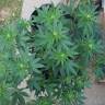 семена конопли почтой Raspberry Cough feminised Nirvana Seeds