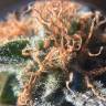 где заказать семена конопли Raspberry Cough feminised Nirvana Seeds