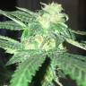 урожайные семена конопли Kosher Kush feminised Reserva Privada урожайные семена конопли Kosher Kush feminised Reserva Privada