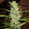семена конопли интернет магазин Super Lemon Haze feminised