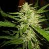 семена сортовой конопли Super Lemon Haze feminised