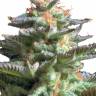 Auto Manti feminised Bang Seeds
