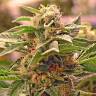 качественные семена конопли Auto Manti feminised Bang Seeds