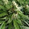 семена конопли в интернете Pandora regular Ganja Seeds семена конопли в интернете Pandora regular Ganja Seeds