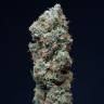 семена конопли кбд сортов Bubba Kush CBD feminised Dinafem Seeds