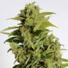 заказ семян конопли Спб Auto Mikromachine feminised Kannabia Seeds
