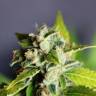 семена конопли Россия Auto Mikromachine feminised Kannabia Seeds