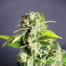купить семена конопли Auto Mikromachine feminised Kannabia Seeds