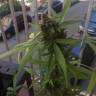 заказ семян конопли Москва Auto Mikromachine feminised Kannabia Seeds