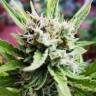 семена конопли в оригинальных упаковках Auto Mikromachine feminised Kannabia Seeds