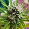 семена конопли недорого Auto Mikromachine feminised Kannabia Seeds