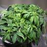 заказ семян конопли Auto Mikromachine feminised Kannabia Seeds