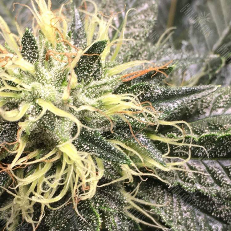семена конопли недорого OG Kush feminised Reserva Privada семена конопли недорого OG Kush feminised Reserva Privada