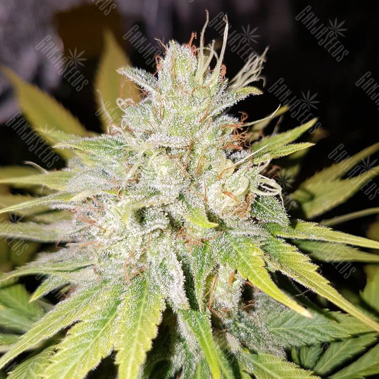 семена конопли для выращивания Strawberry AKeil feminised Serious Seeds семена конопли для выращивания Strawberry AKeil feminised Serious Seeds