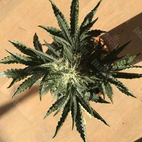 Auto Afghan Kush feminised GanjaLiveSeeds