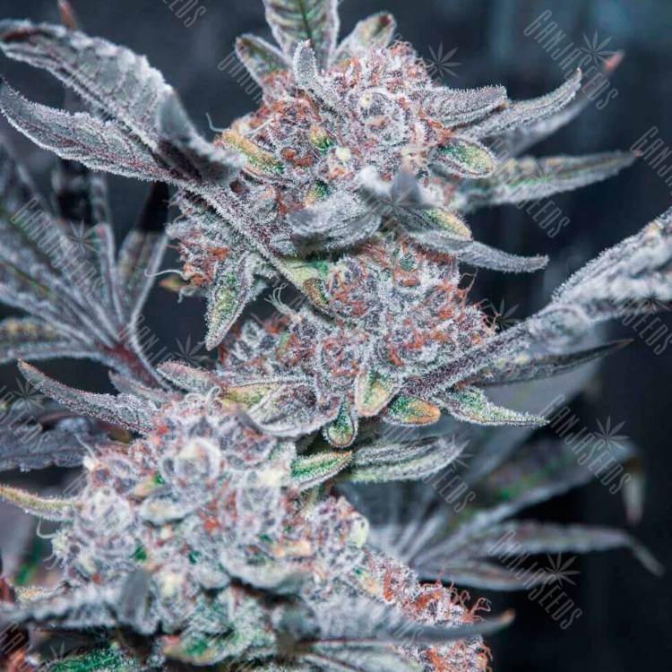 Семя Tropicana Cookies feminised Ganja Seeds заказать