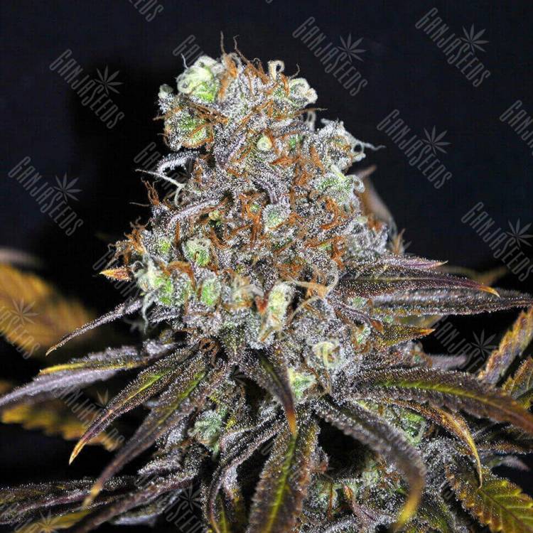элитные сорта конопли Galaxy feminised