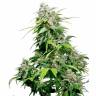 семена конопли курьером Super Critical Kali Haze feminised
